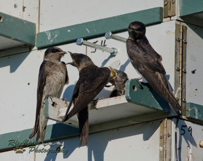 Northern Sky's Purple Martin Colony