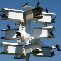 Bungalow birdhouse